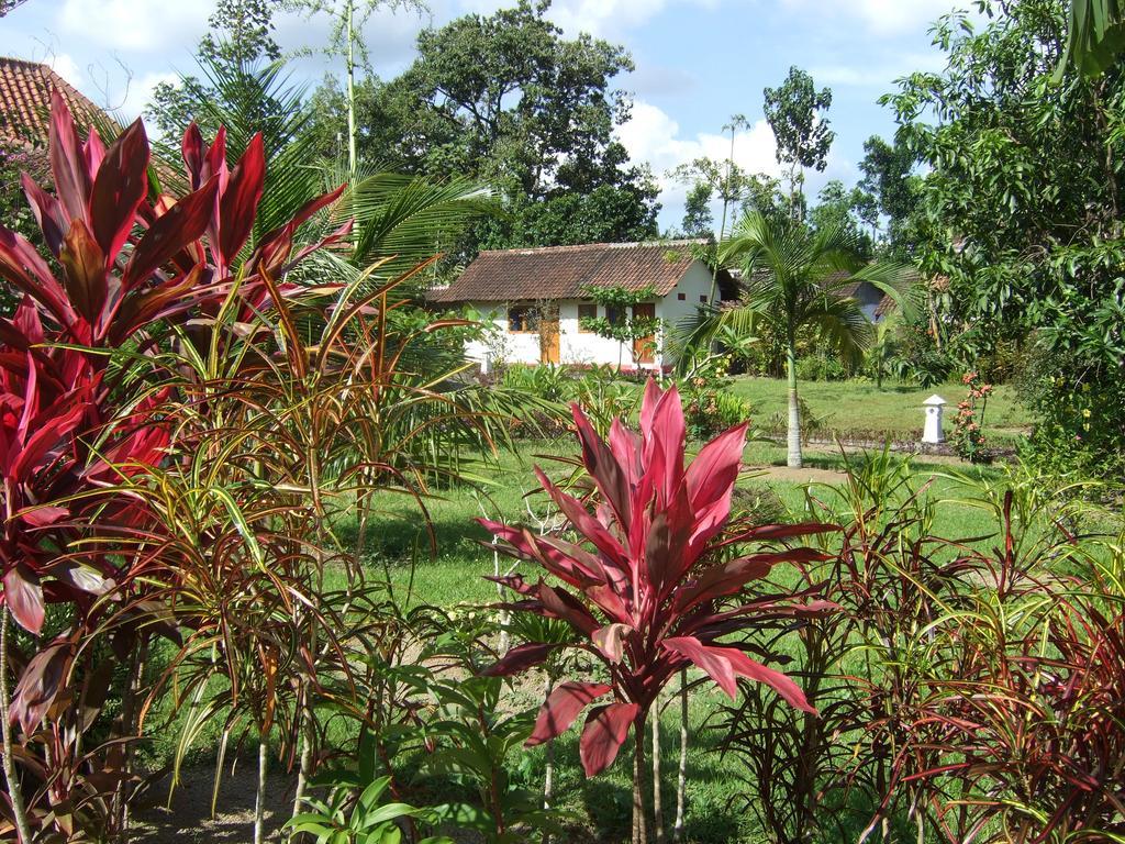 Guesthouse Rumah Senang Kalibaru Kültér fotó